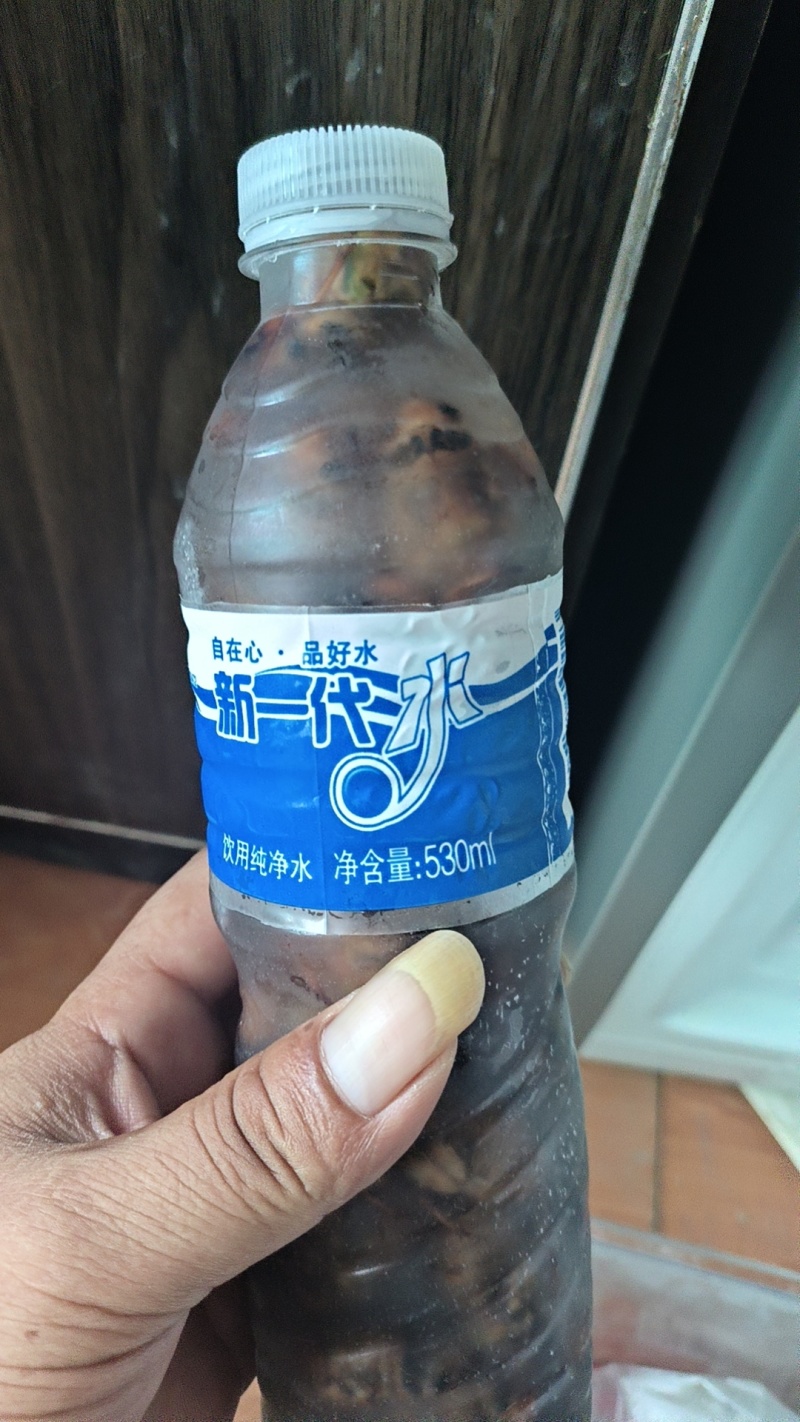 大个金蝉