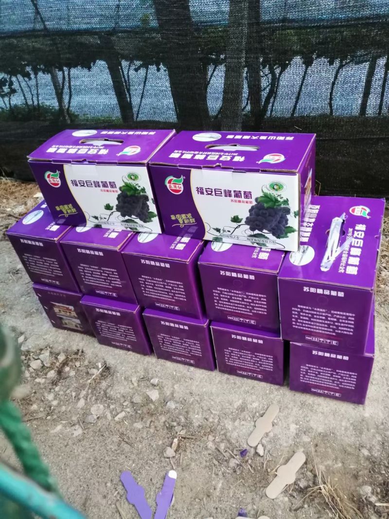 巨峰葡萄
