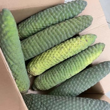 蓬莱蕉
