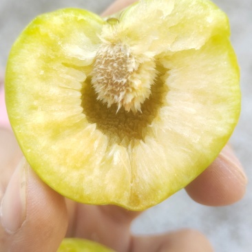 青脆李