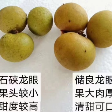 公庄龙眼