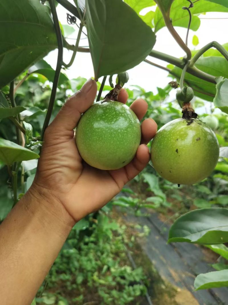 广西钦州钦蜜9号百香果