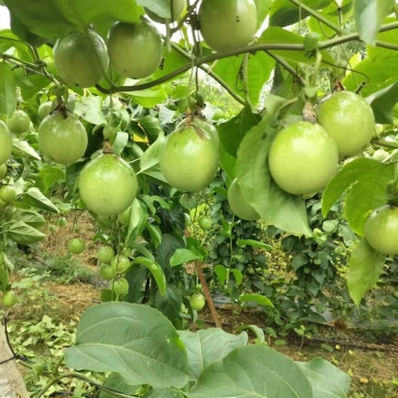广西钦州钦蜜9号百香果