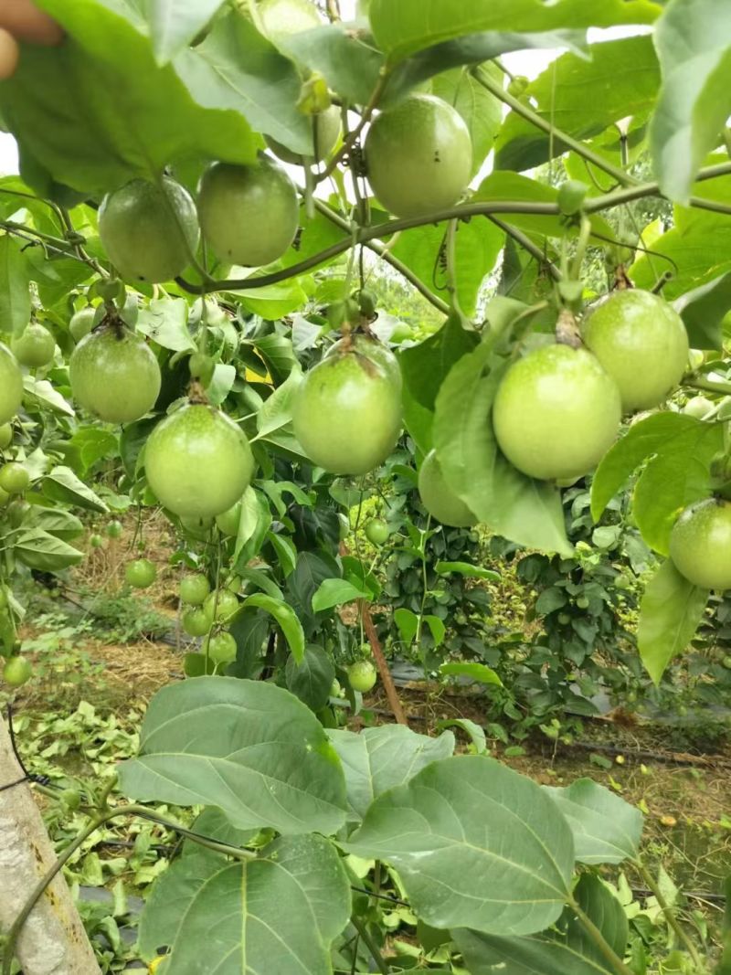 广西钦州钦蜜9号百香果