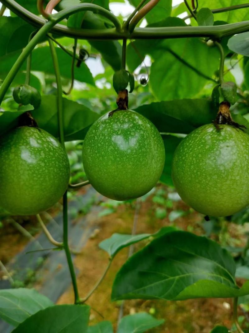广西钦州钦蜜9号百香果