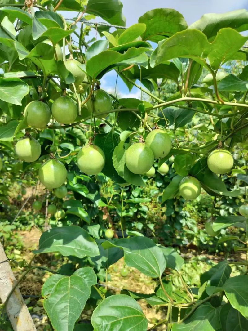 广西钦州钦蜜9号百香果