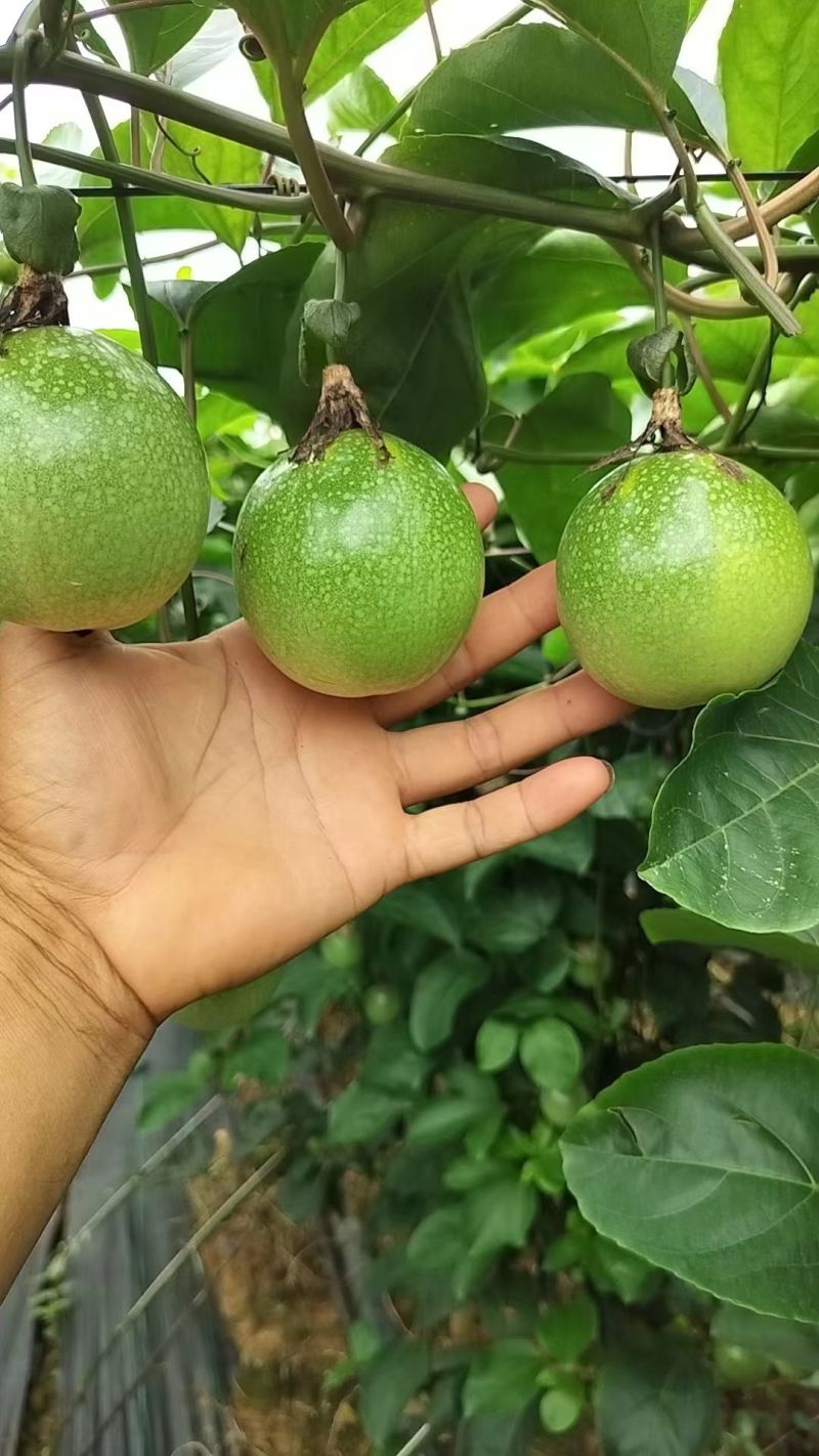 广西钦州钦蜜9号百香果