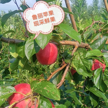 鲁丽苹果