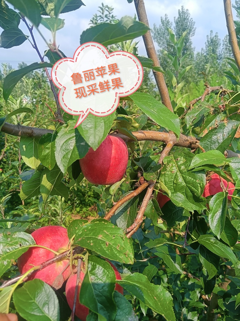 鲁丽苹果