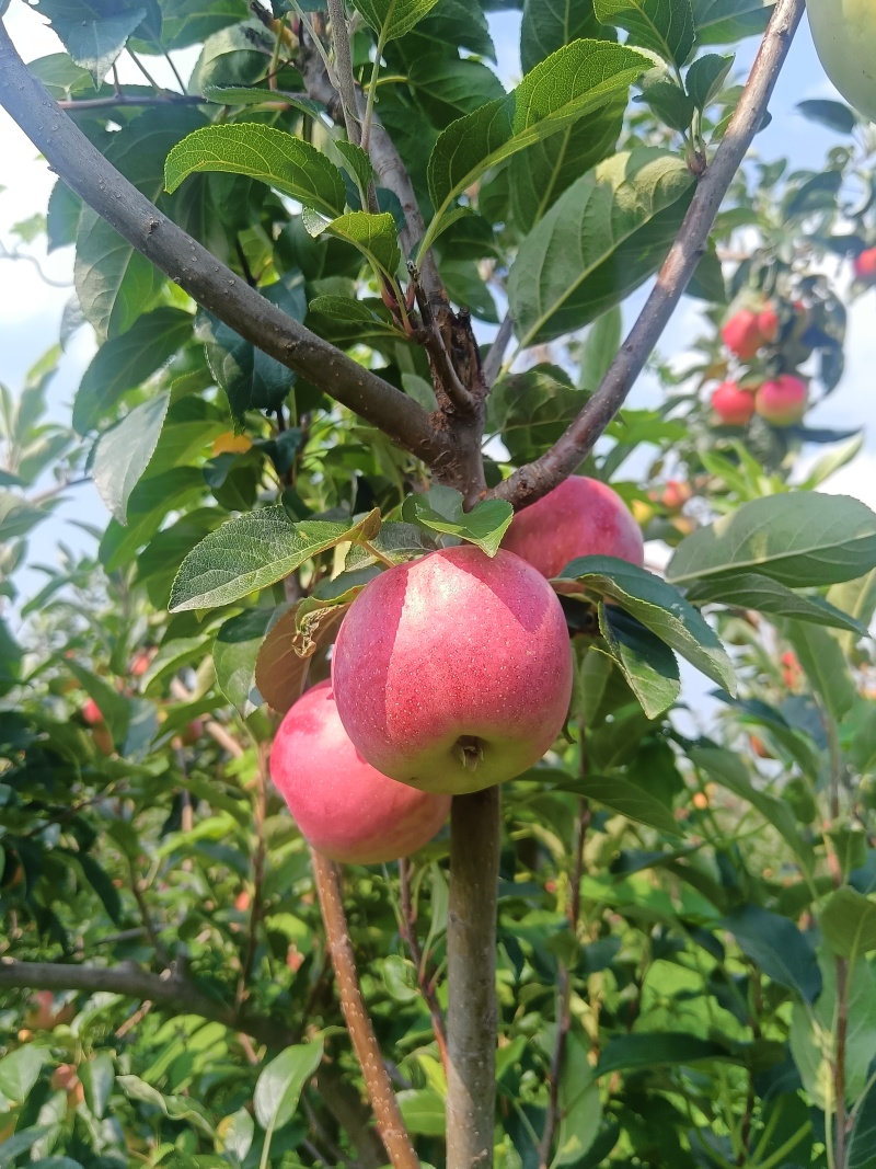鲁丽苹果