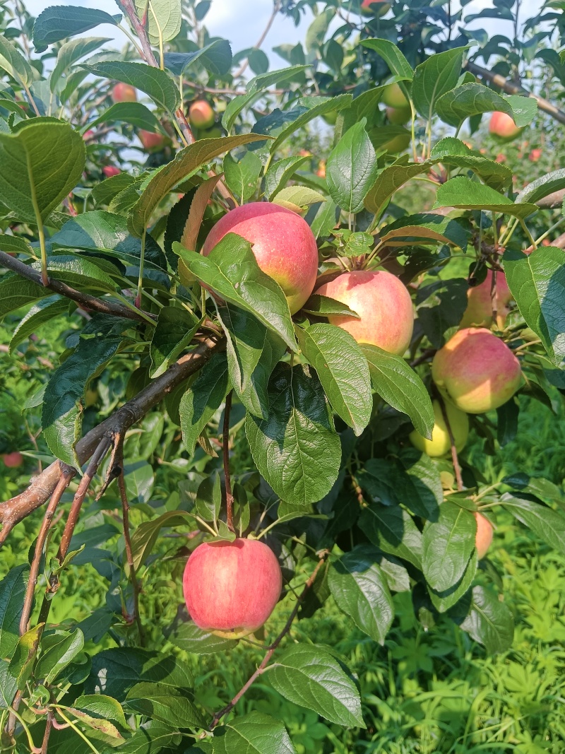 鲁丽苹果