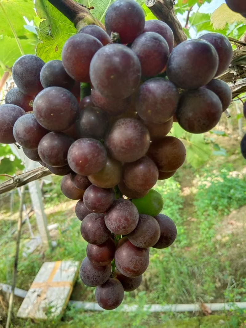 夏黑葡萄，巨峰葡萄