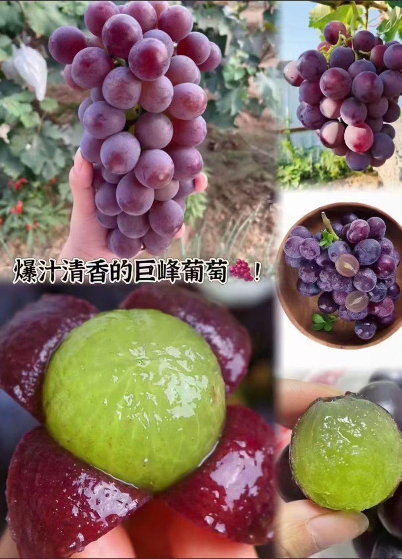 夏黑葡萄，巨峰葡萄
