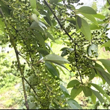 泸州高山木姜子纯野生