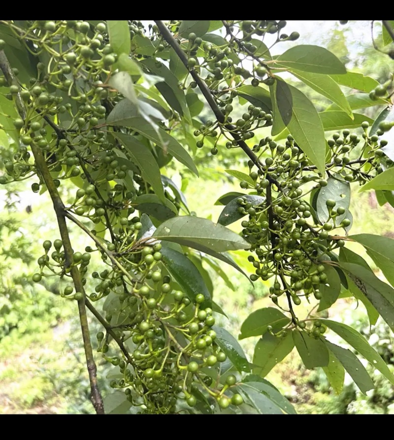 泸州高山木姜子纯野生