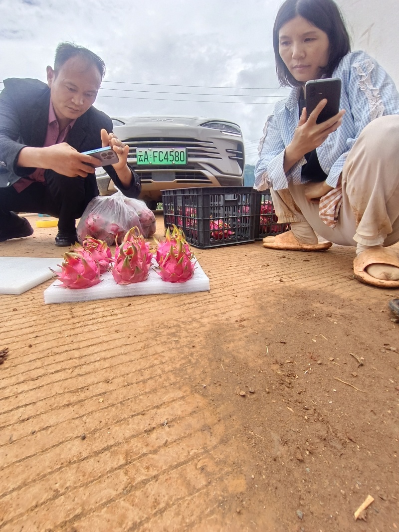 巧家火龙果