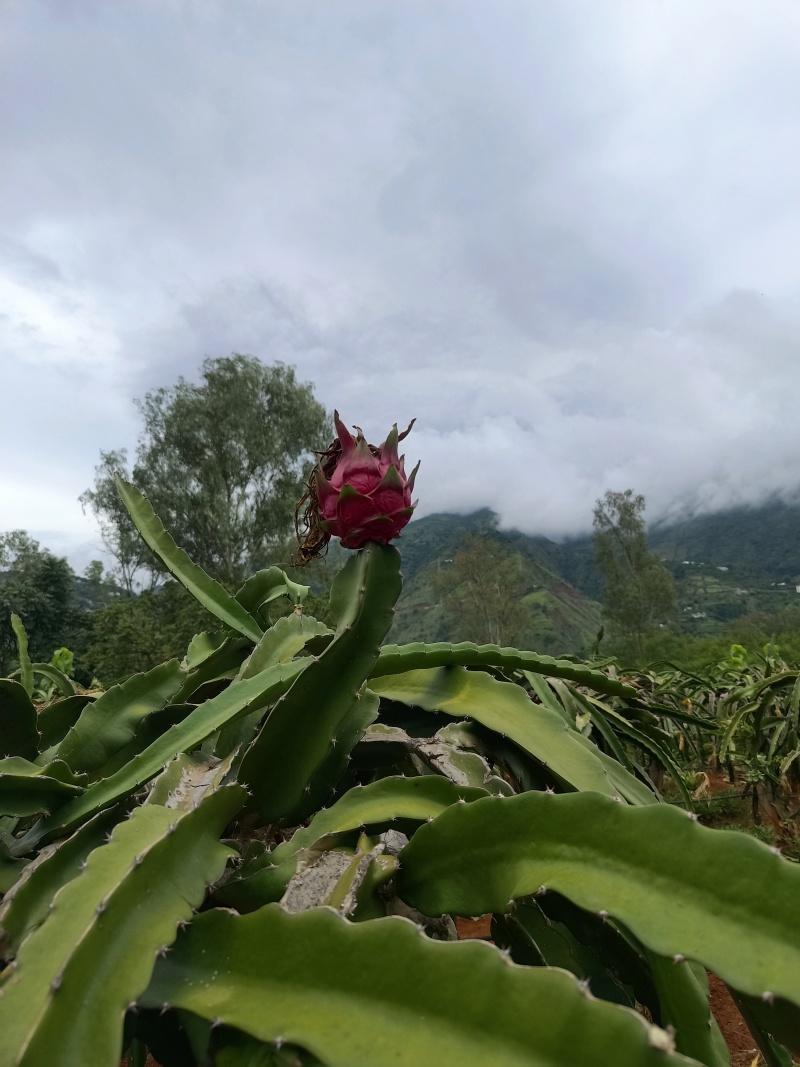 巧家火龙果
