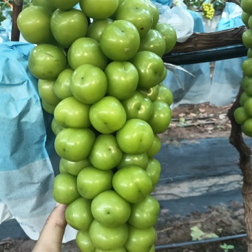 阳光玫瑰
