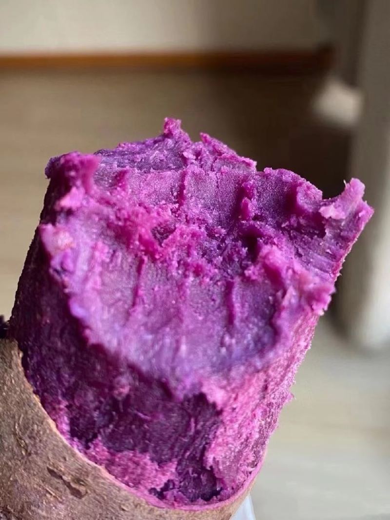 湖北农家现挖紫薯