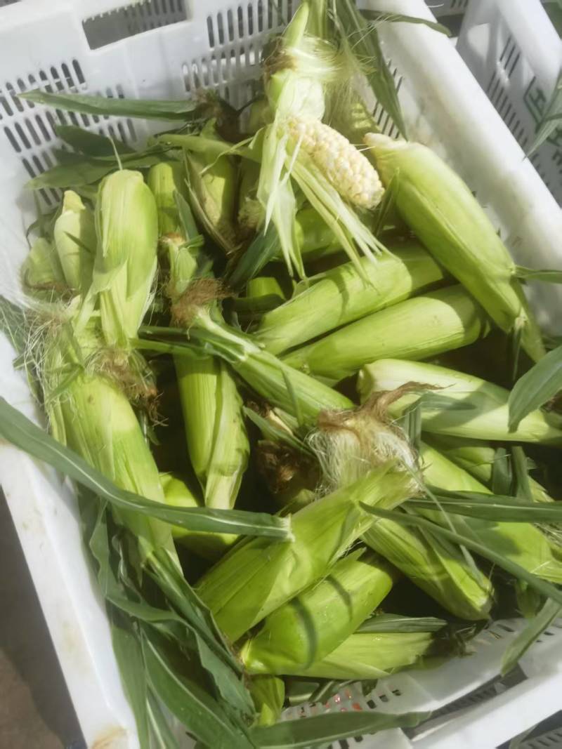 小玉米，挑出出来的小玉米