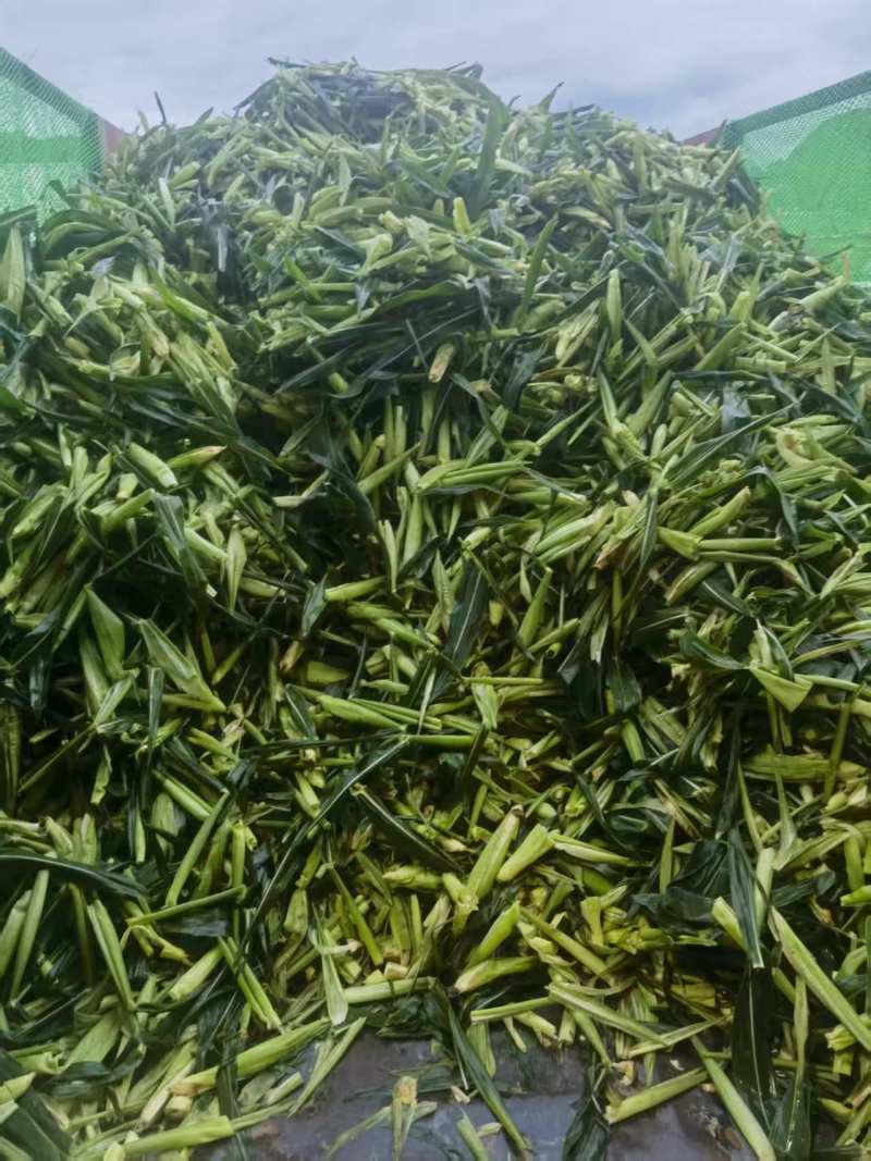 小玉米，挑出出来的小玉米