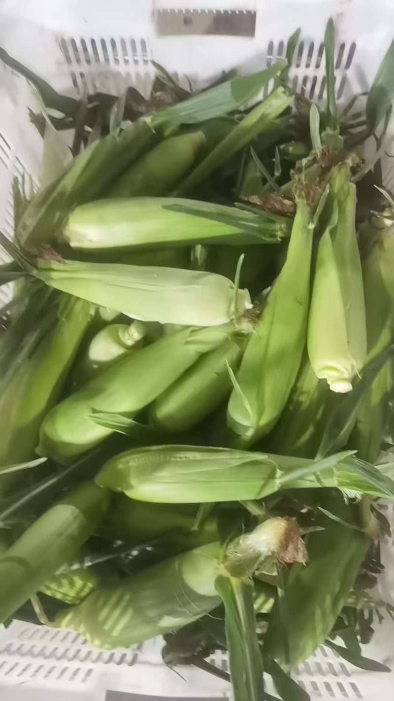 小玉米，挑出出来的小玉米