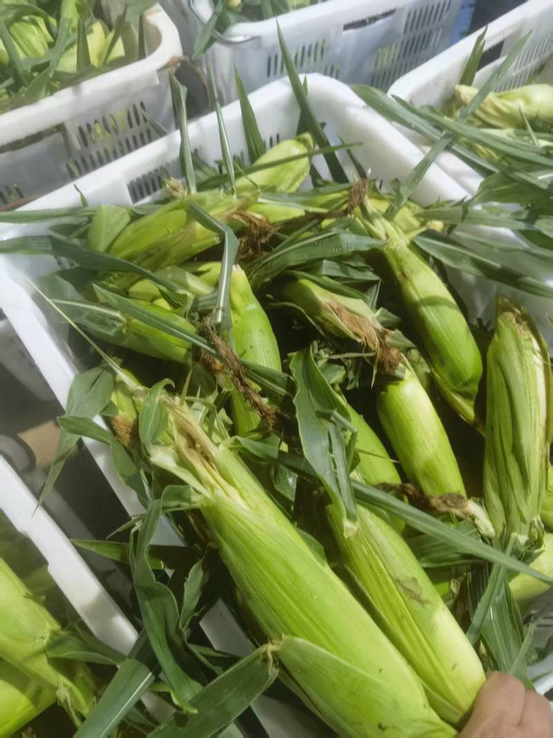 小玉米，挑出出来的小玉米