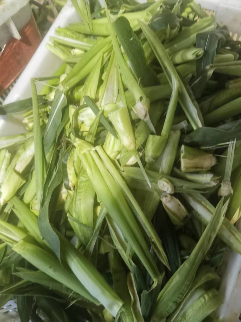 小玉米，挑出出来的小玉米