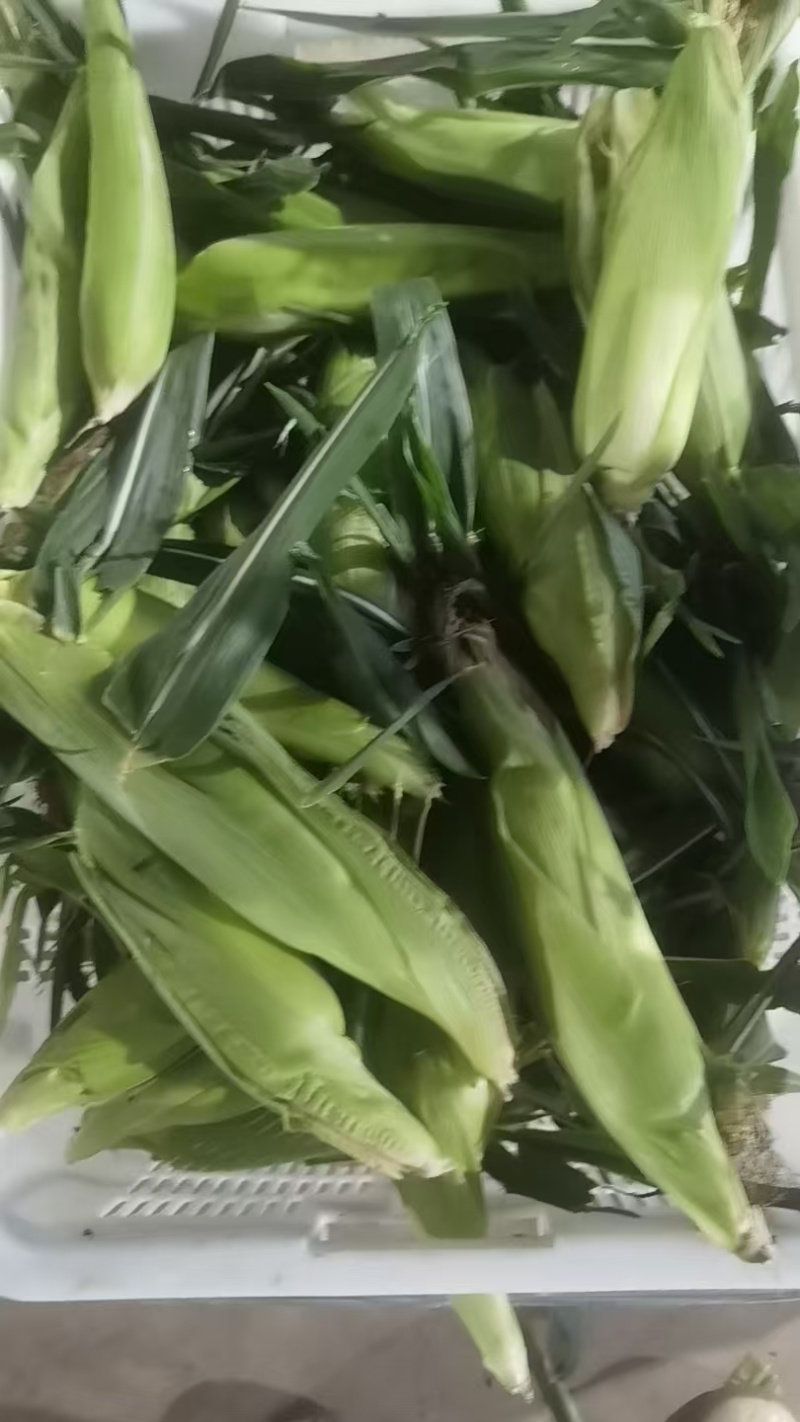 小玉米，挑出出来的小玉米