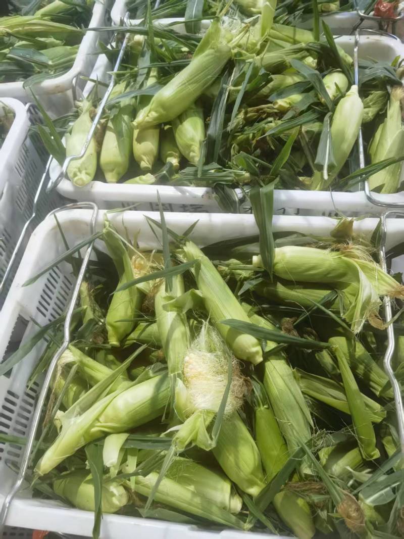 小玉米，挑出出来的小玉米