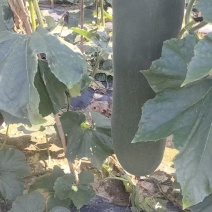 河南大量黑皮冬瓜