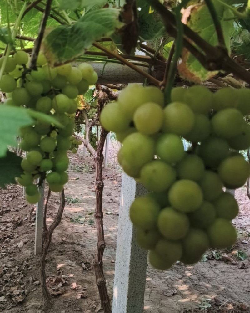 阳光玫瑰葡萄榨汁货3000斤，糖度高适合榨汁厂酿酒没烂果