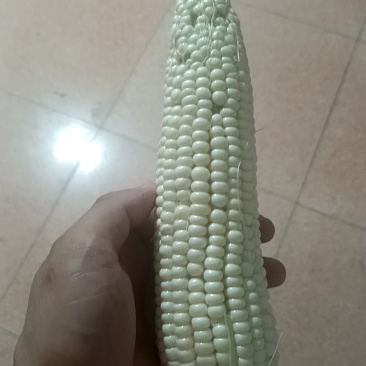 忻州定襄旱地糯玉米