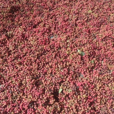 云南牛栏江红花椒