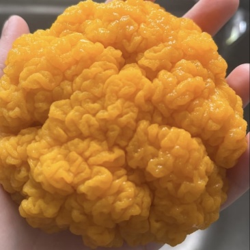 新鲜金耳菌可生食