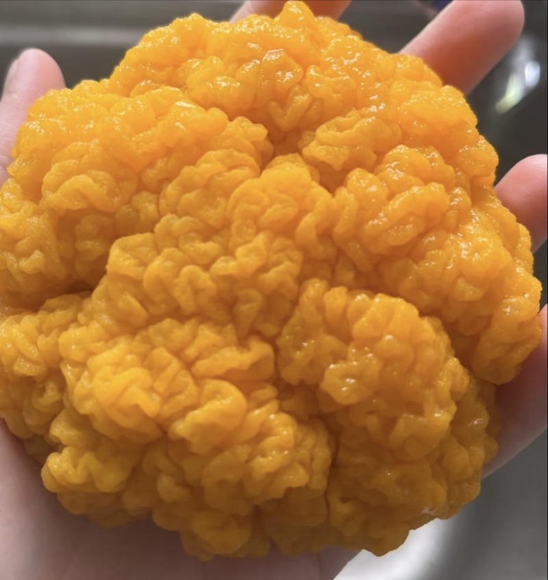 新鲜金耳菌可生食