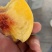 高山黄桃已大量上市