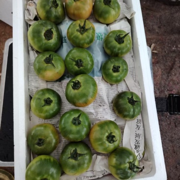 草莓番茄