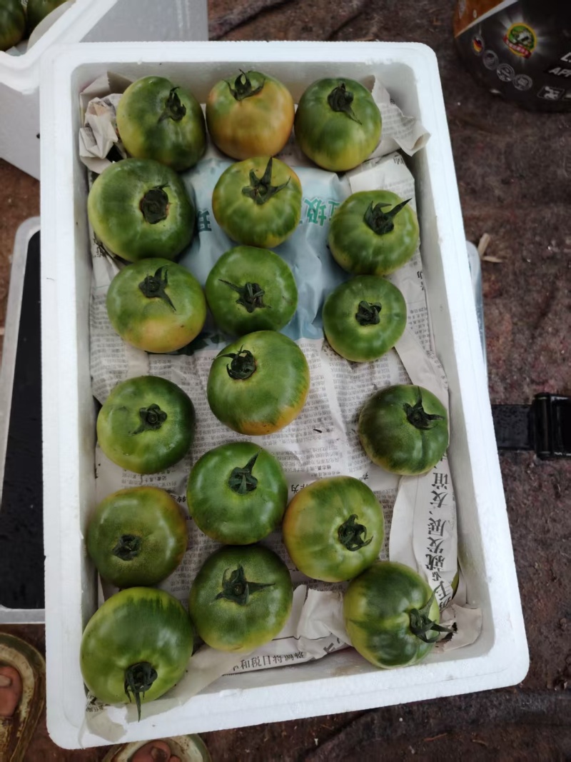 草莓番茄
