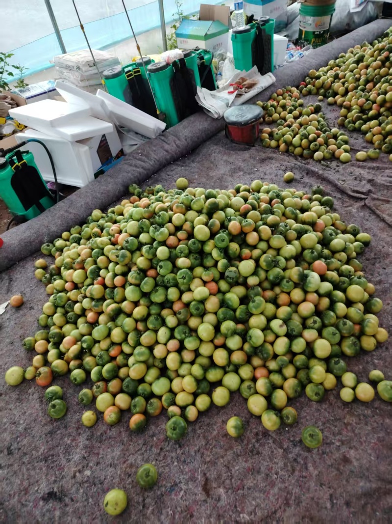 草莓番茄