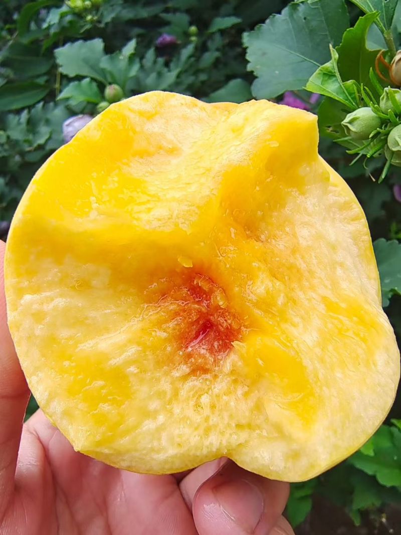 黄桃