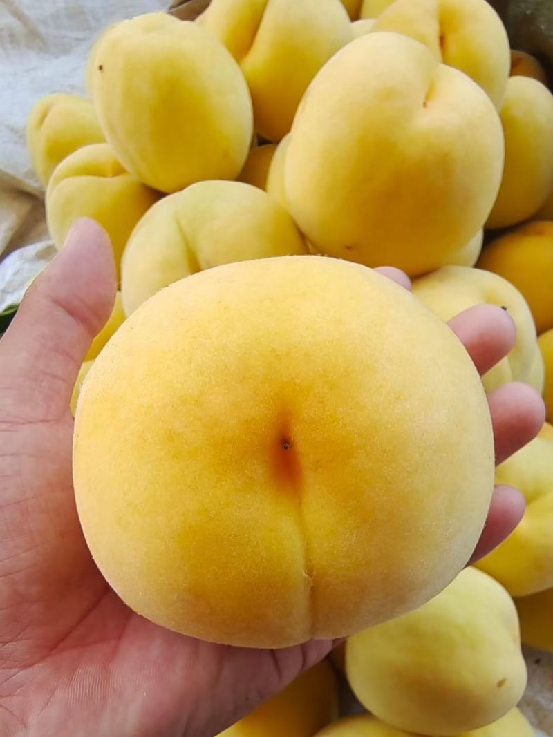 黄桃