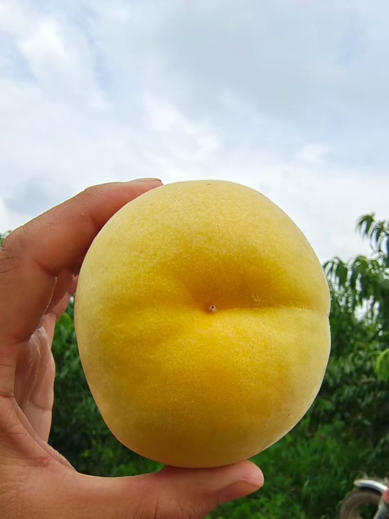 黄桃