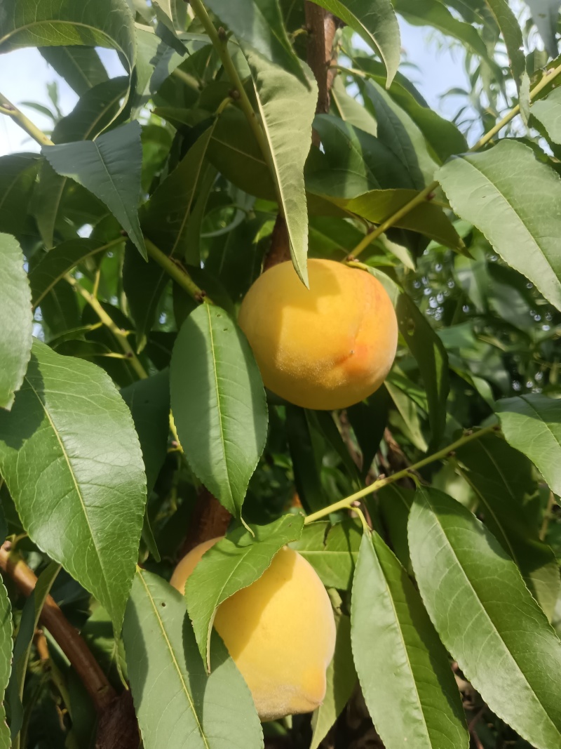 黄桃