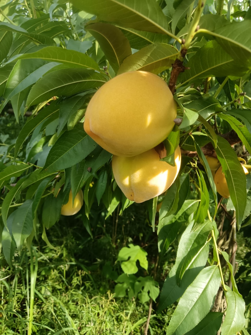 黄桃