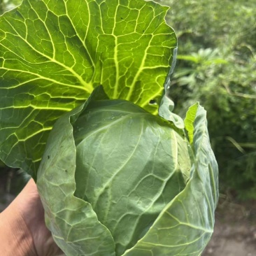 山西脆皮甘蓝