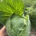 山西脆皮甘蓝