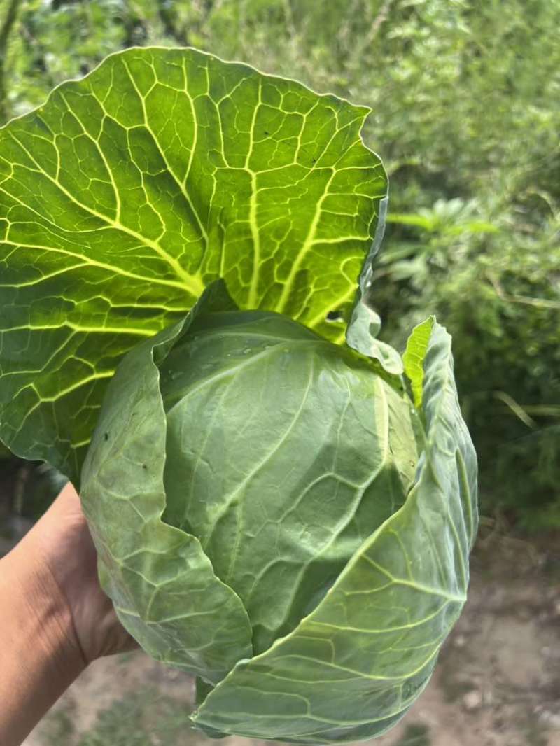 山西脆皮甘蓝