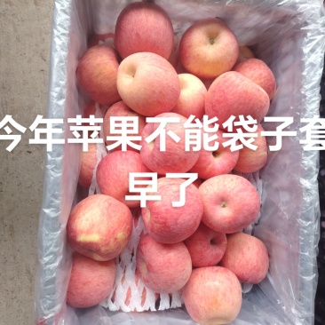 陕西省，洛川高塬苹果