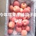 陕西省，洛川高塬苹果